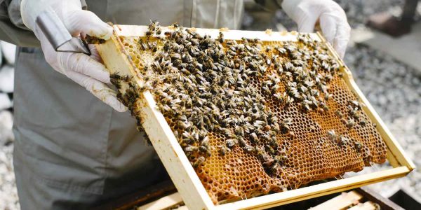 Bee Keeping