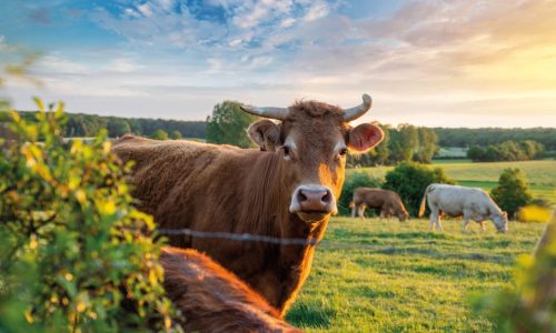 cow-header-image-1-1024x576
