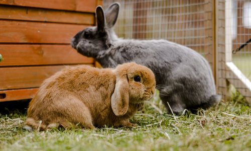 rabbit - pair