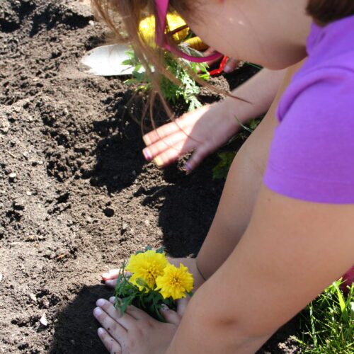 2015 05 20 - planting marigold mile 03